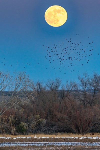 Jaynes Gallery 아티스트의 USA-New Mexico-Bosque Del Apache National Wildlife Refuge-Full moon rising and flying blackbirds작품입니다.